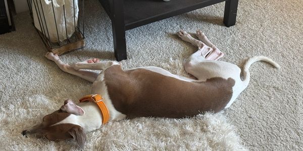 A blue fawn and white Italian Greyhound sleeps on the floor on a rug