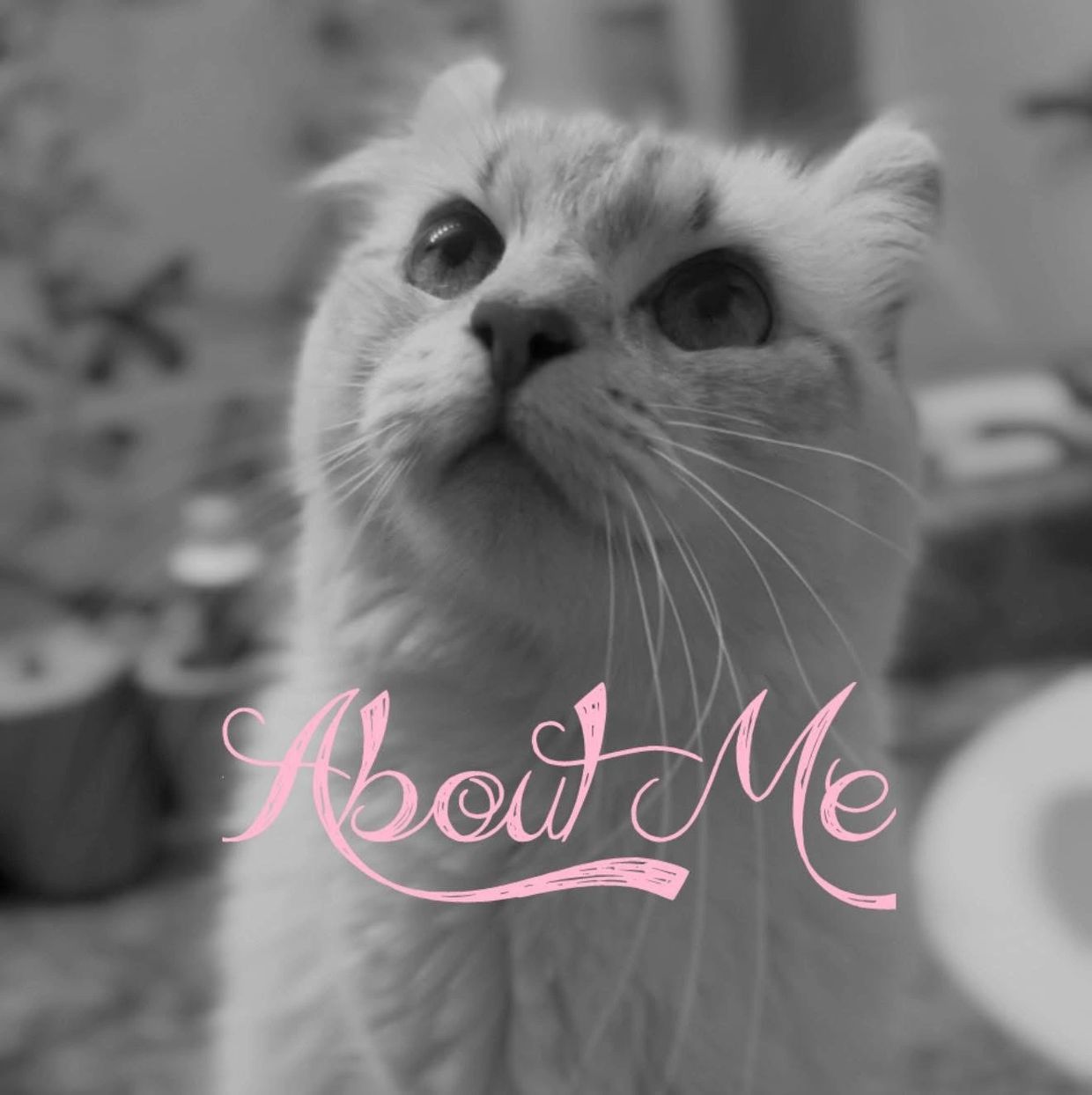Close-up of a curious cat with "About Me" text in pink.