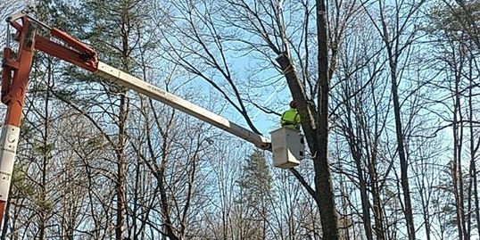 Tree Service Greensboro Nc Pegram Tree Service Pegram