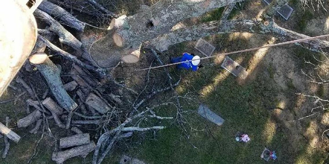 tree service greensboro pruning pegram tree service fully insured and licensed company with office in the greensborowinston salem burlingtonasheborokernersvillehigh point service greensboro nc tree service greensboro pruning pegram tree service fully insured and licensed company with office in the greensborowinston salem burlingtonasheborokernersvillehigh point service greensboro nc