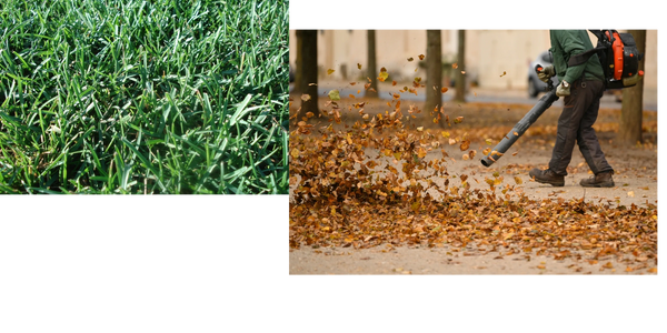 Green grass. Fall clean up