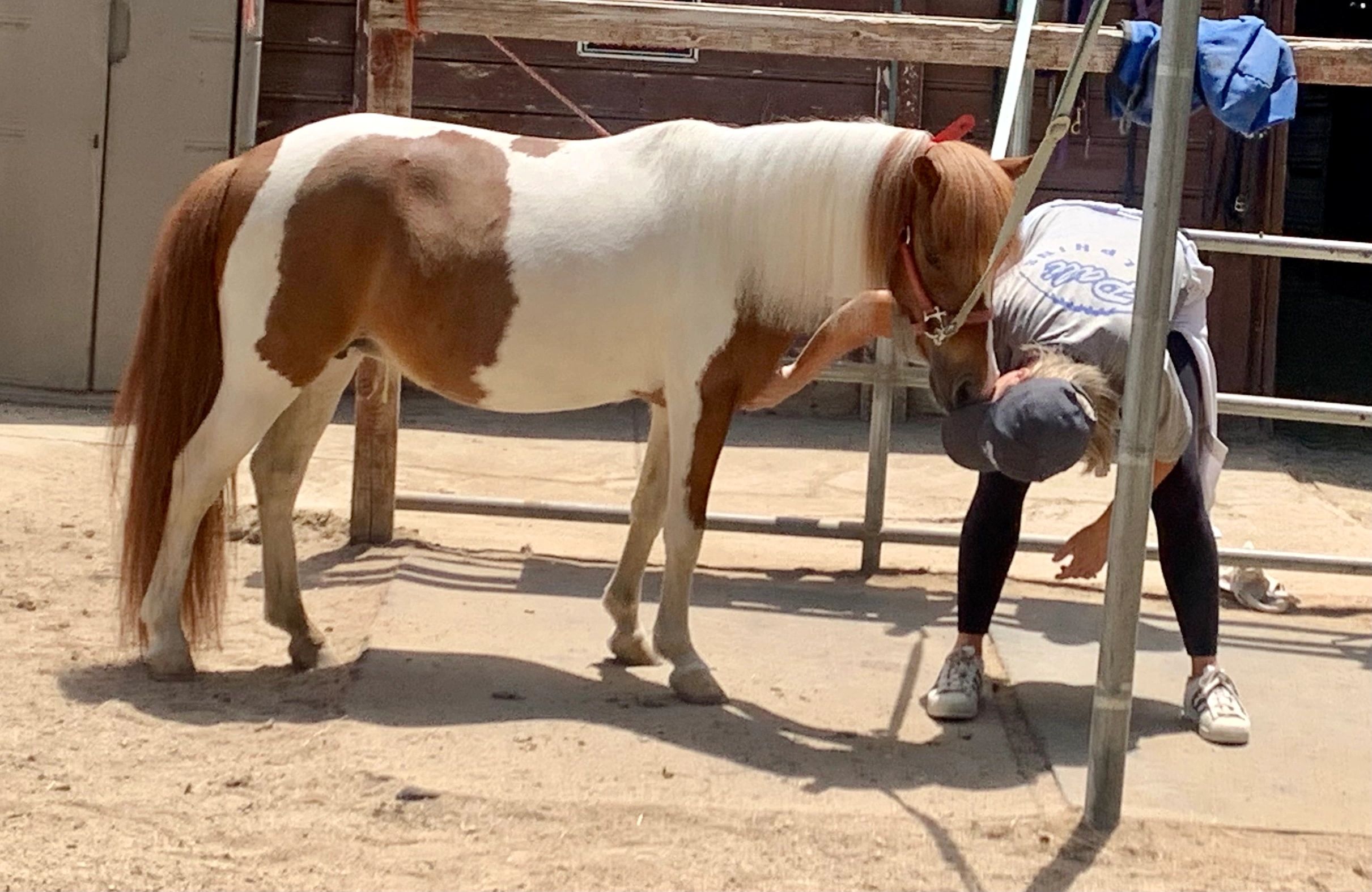 petting zoo near northridge los angeles