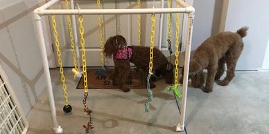 Puppy Activity Gym 