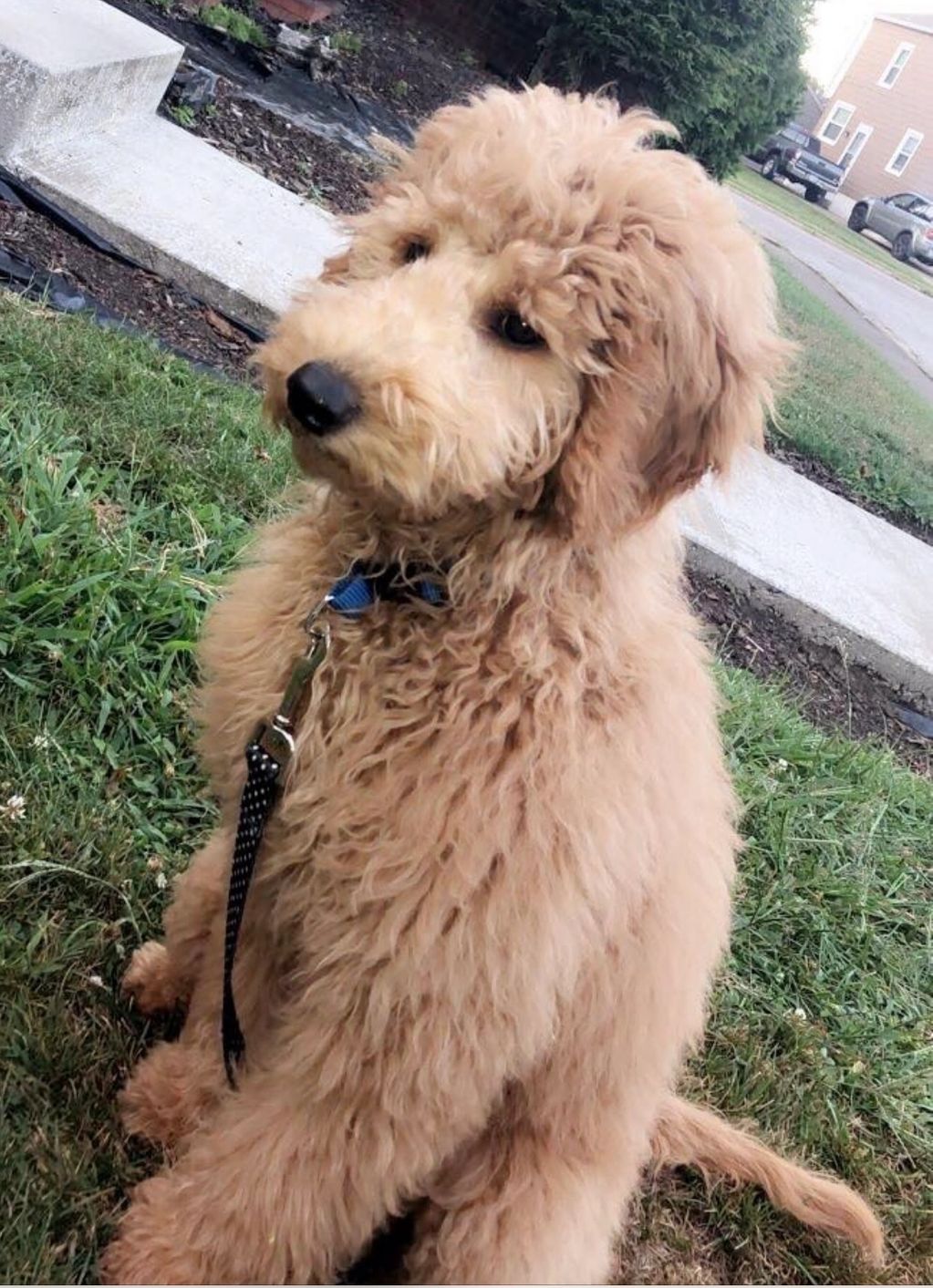 Callie- Medium Goldendoodle