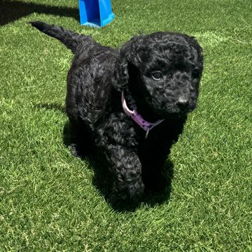Cute black curly-haired puppy walking on green grass.