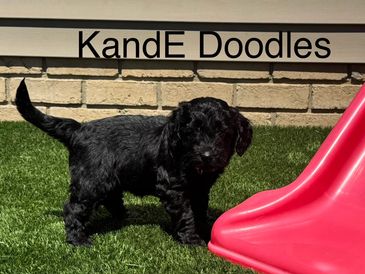 A black puppy stands on green grass near a red slide.