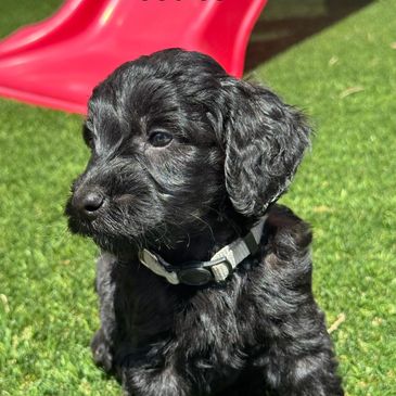 A fluffy black puppy sits on green grass near a red slide.