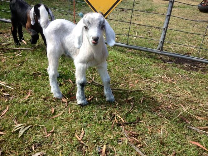 Milk The Goat Fresh Goats Milk Soap Tasmania, Natural Skin Care