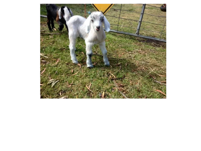 Milk The Goat Fresh Goats Milk Soap Tasmania, Natural Skin Care