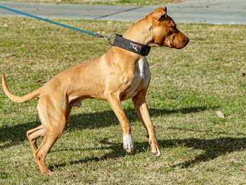 Clifford is an old family red pitbull with adba papers and has 29 points towards his Ch. title. 