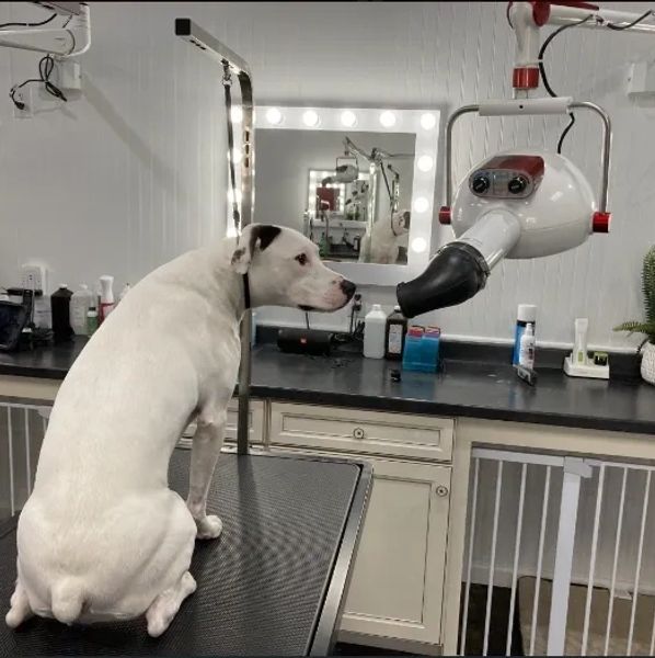 Dog Grooming School Salon