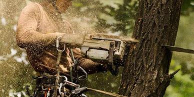 Worker cutting a tree trunk using a chainsaw while suspended by ropes.