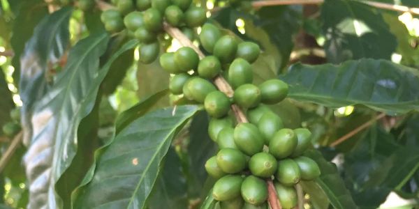 Maui Hawaii Coffee Farm