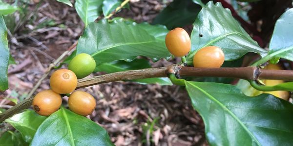 Maui Hawaii Coffee Beans