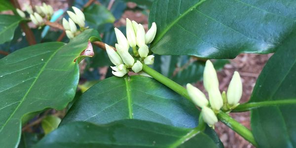 Maui Arabica Coffee