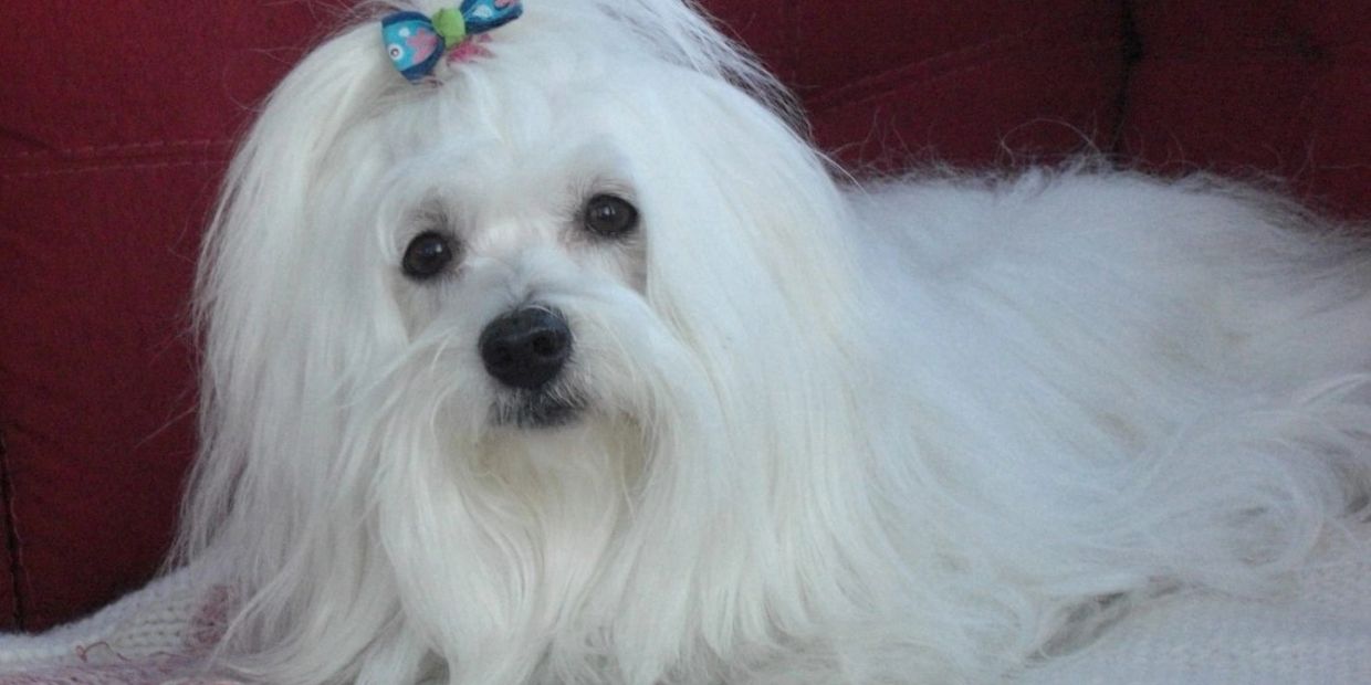 Petit chien blanc avec un nœud bleu.