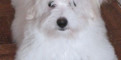 A Coton de Tulear youngster