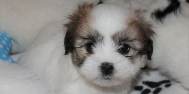 A Coton de Tulear puppy
