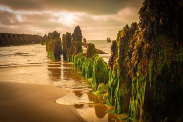 Old wooden groynes covered in green seaweed on a beach.