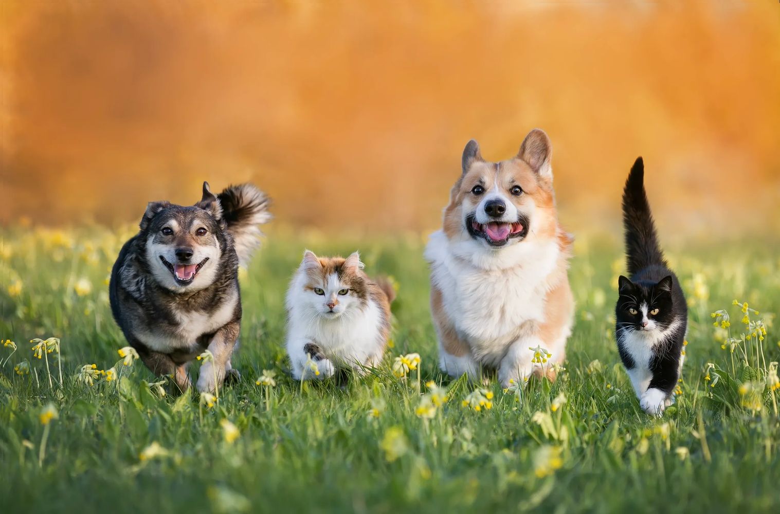 Two dogs and two cats happily running together in a grassy field with yellow flowers.