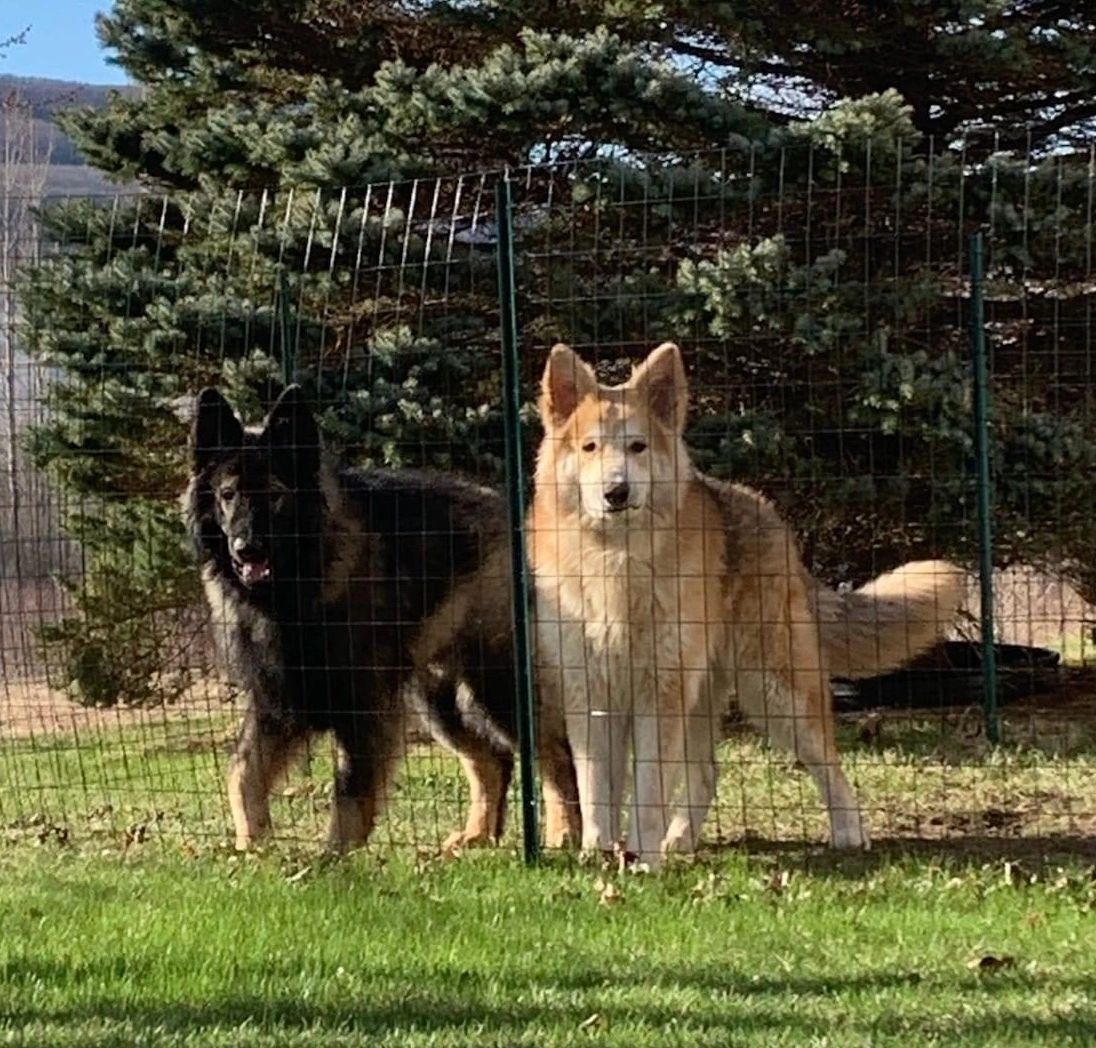 F3 King Shepherds Rueger and Remi
