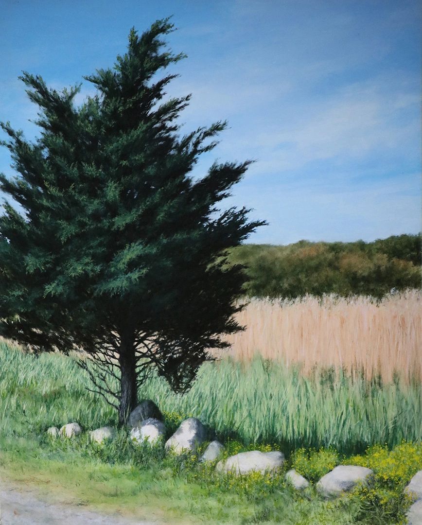 A large cedar tree at the edge of a marsh and road on a bright spring day. 