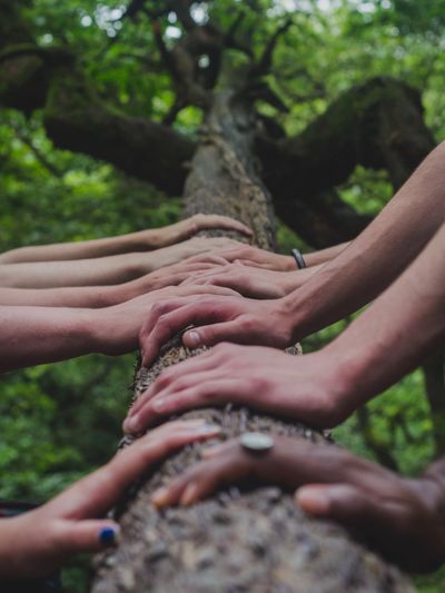 Many hands with varying skin tones resting on the trunk of a tree