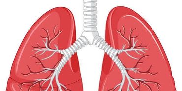 Illustration of human lungs with bronchi and trachea.