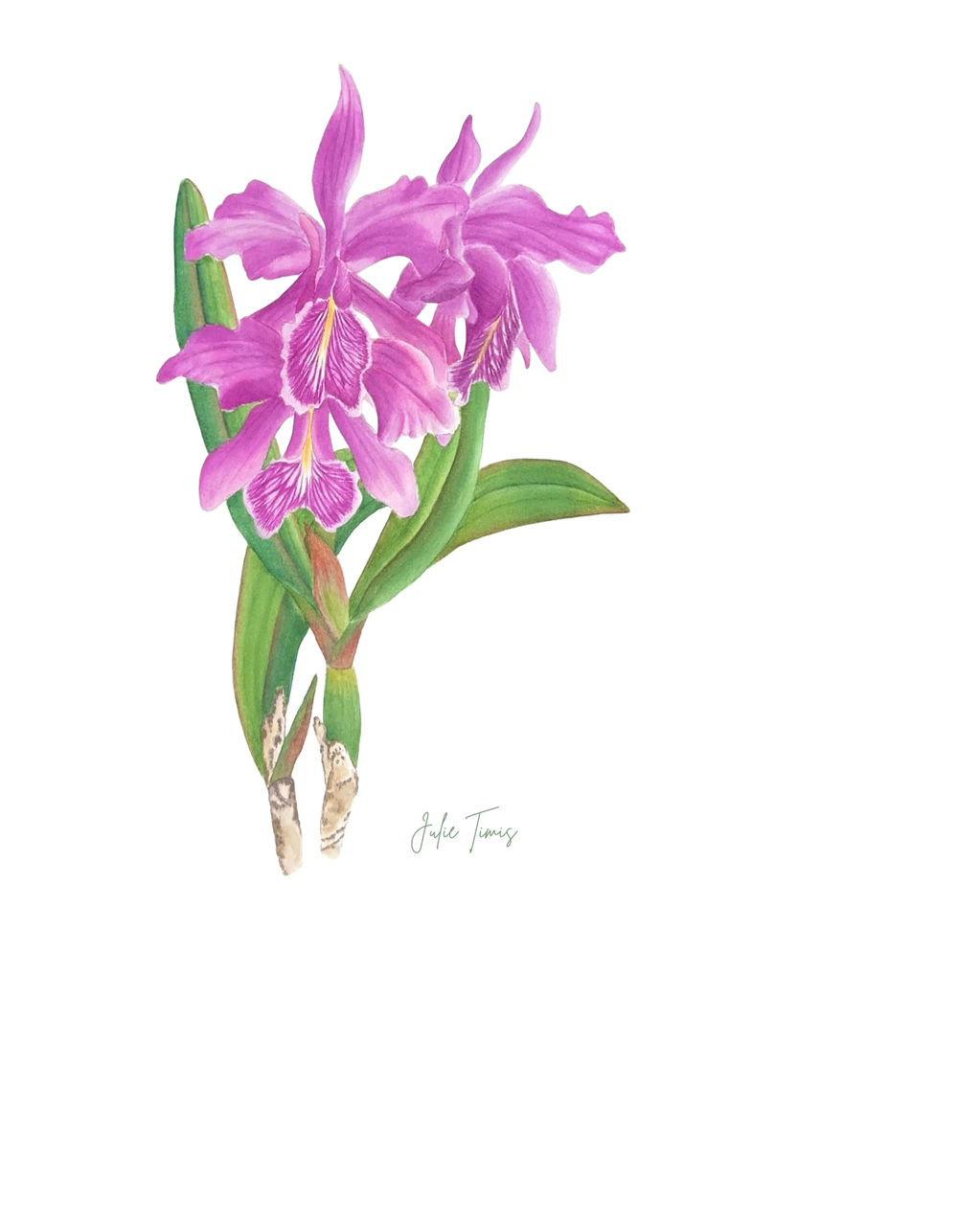 Cattleya Maxima
