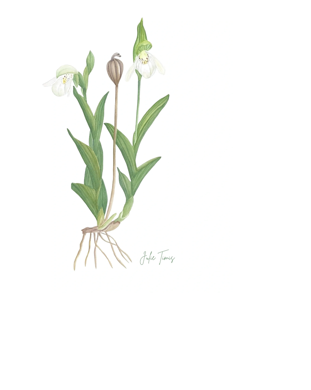 Watercolor illustration of a white flower plant with green leaves and roots.