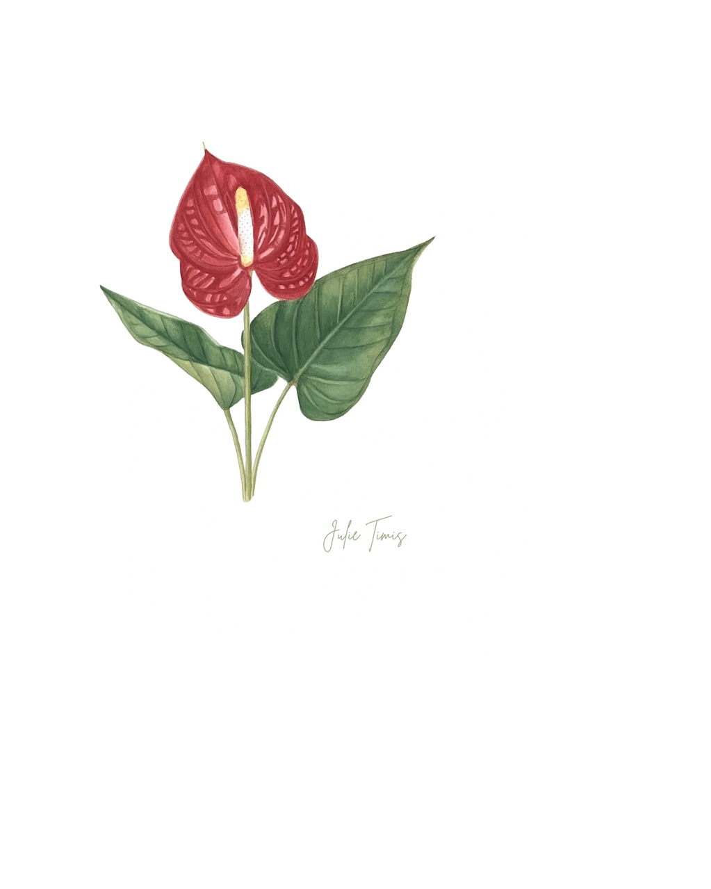 Illustration of a red anthurium flower with green leaves.