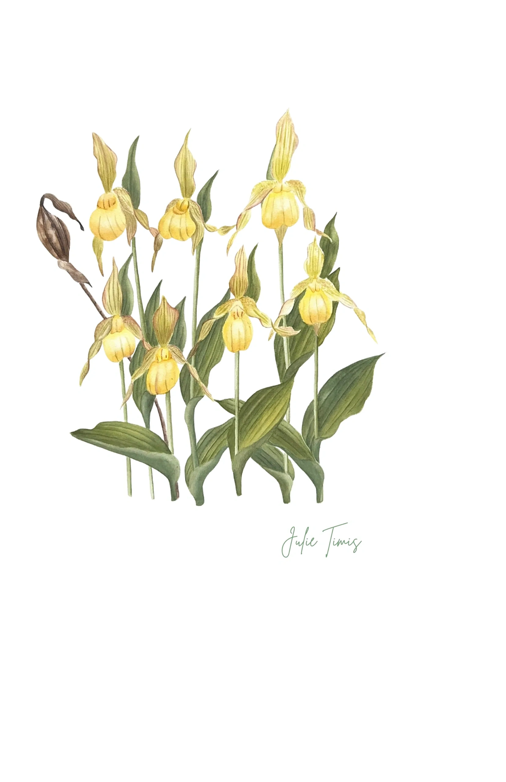 Watercolor painting of yellow lady's slipper orchids.