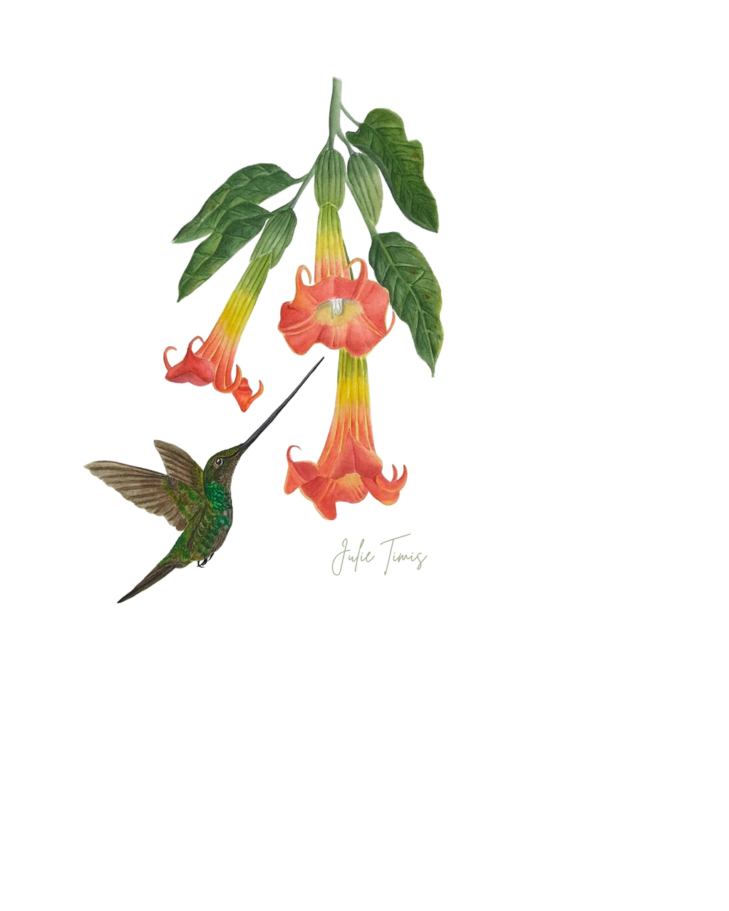 Hummingbird feeding from orange trumpet flowers.