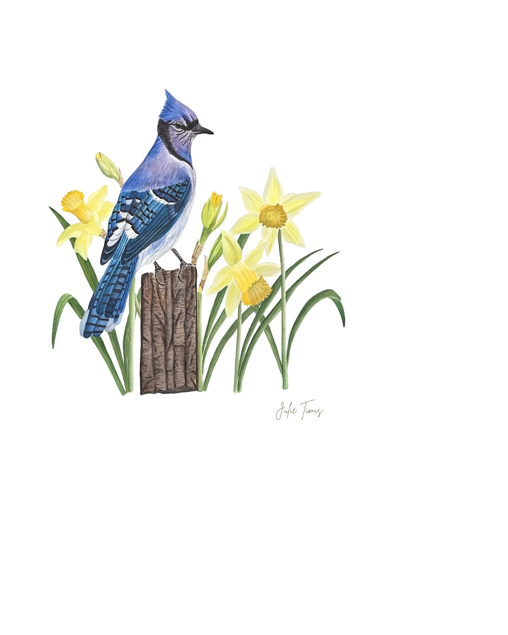 Blue jay perched on a branch surrounded by daffodils.
