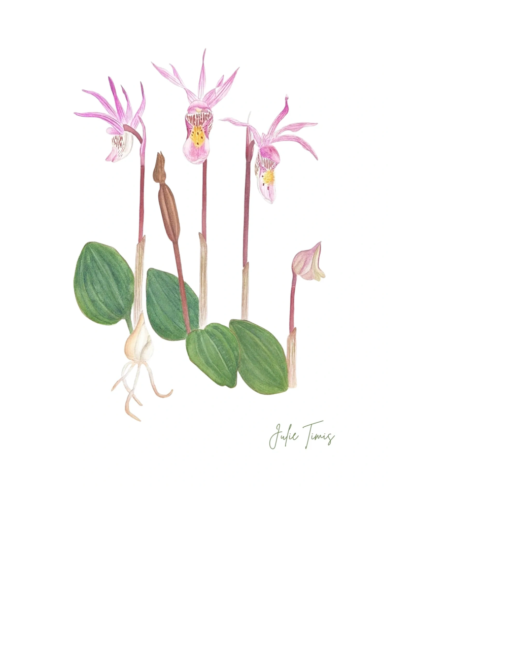 Watercolor painting of pink flowers with green leaves.