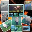 Manatee Tours and More
(352) 442-9667