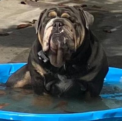 Bulldog in a mini pool before Symons provided an HVAC service call for a no cool.  AC was restored. 