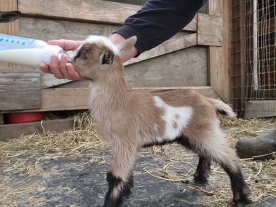 pygmy goats for sale near me craigslist