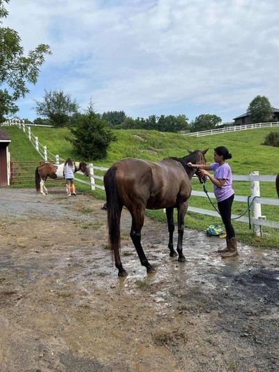 horse grooming