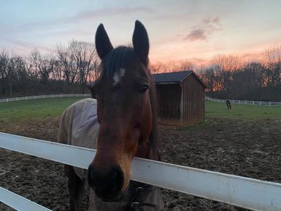 horse in paddock