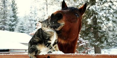 horse and cat