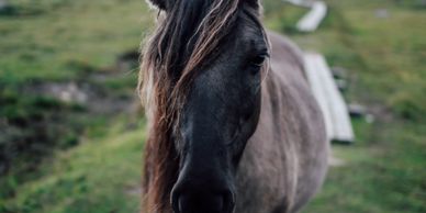 horse 