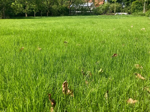 Professionele aanleg en herstel van gazons voor een gezonde en groene grasmat.