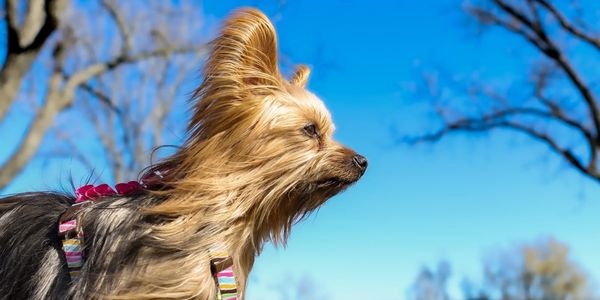 outdoor photo of puppy with blue sky background
