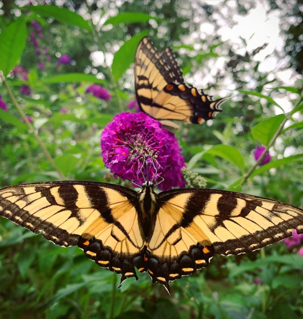 Glenmoore, PA Midnight Butterfly Bush blooms