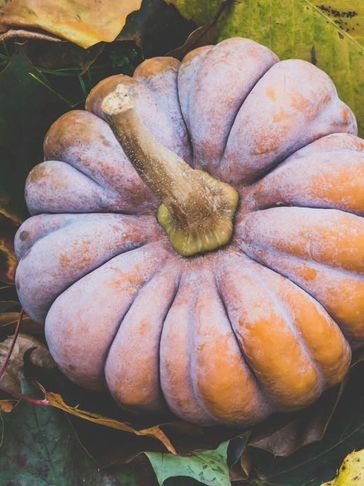 A purple-orange pumpkin on leaves.