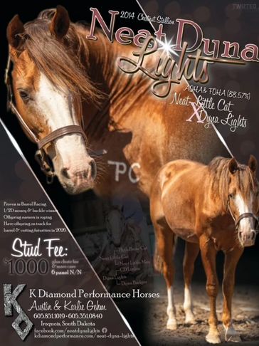 Neat Dyna Lights Stallion Flyer featuring his pedigree and incentives.