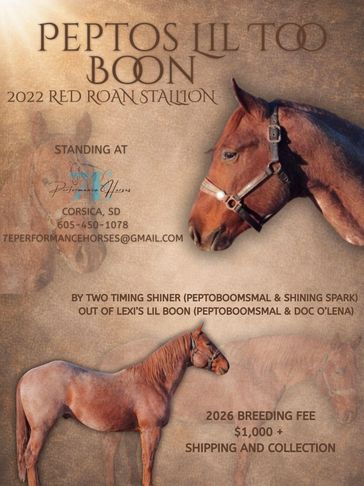 Peptos Lil Too Boon Stallion Flyer featuring his pedigree and incentives.