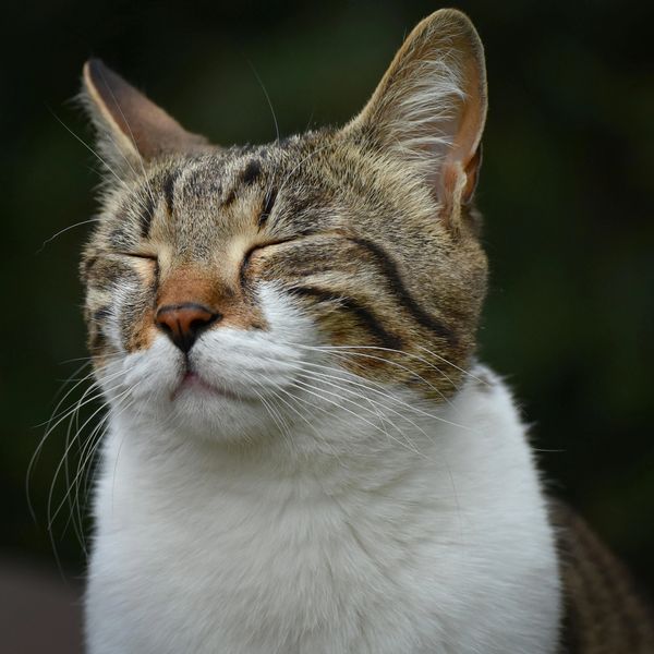 Close-up of a content cat with eyes closed and serene expression.