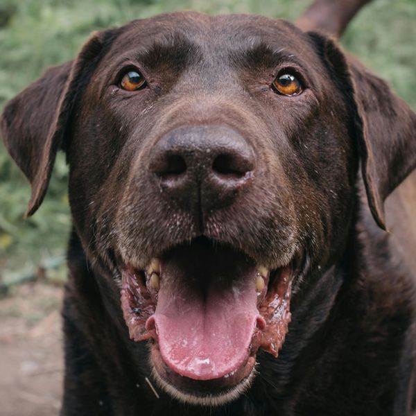 Close-up of a happy chocolate Labrador with its tongue out.
